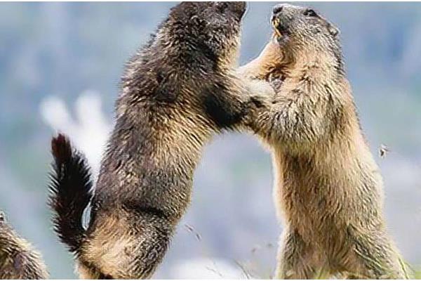 土拨鼠与旱獭的区别，二者没有任何区别