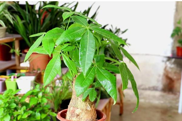 养殖发财树的方法，春秋季节每隔3-4天浇一次水