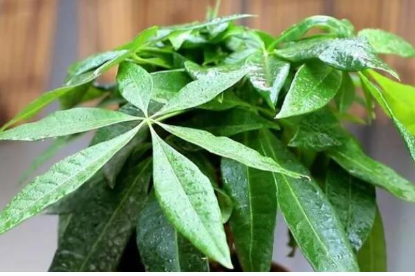 养殖发财树的方法，春秋季节每隔3-4天浇一次水