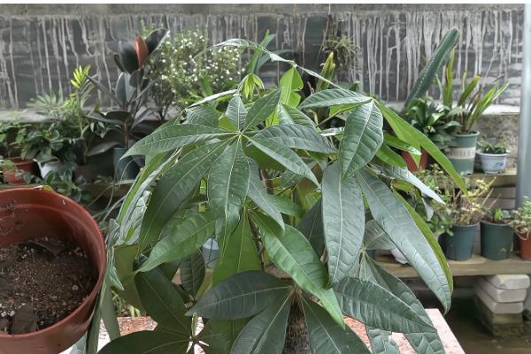 养殖发财树的方法，春秋季节每隔3-4天浇一次水