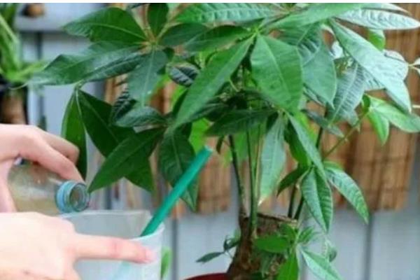 养殖发财树的方法，春秋季节每隔3-4天浇一次水