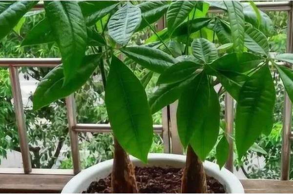 养殖发财树的方法，春秋季节每隔3-4天浇一次水