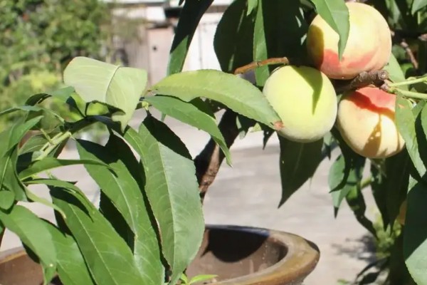 水蜜桃盆栽能不能结果，可以结出果实但几率较低