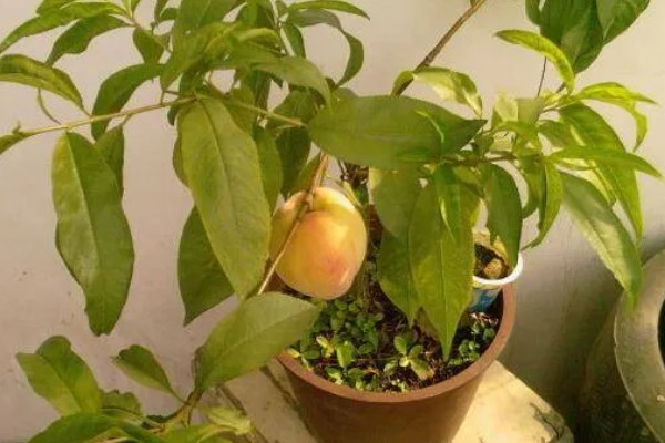 水蜜桃盆栽能不能结果，可以结出果实但几率较低