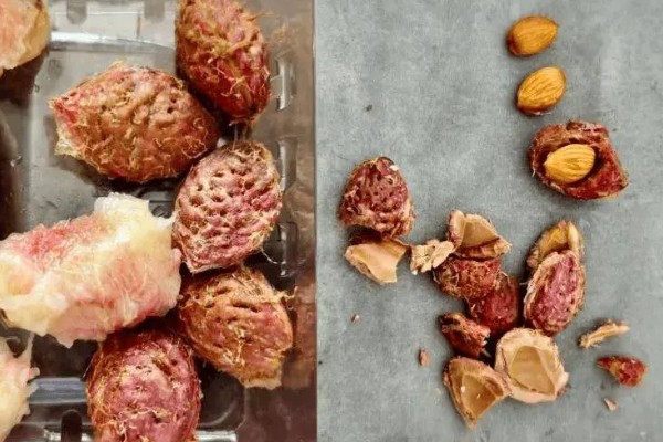 水蜜桃盆栽能不能结果，可以结出果实但几率较低