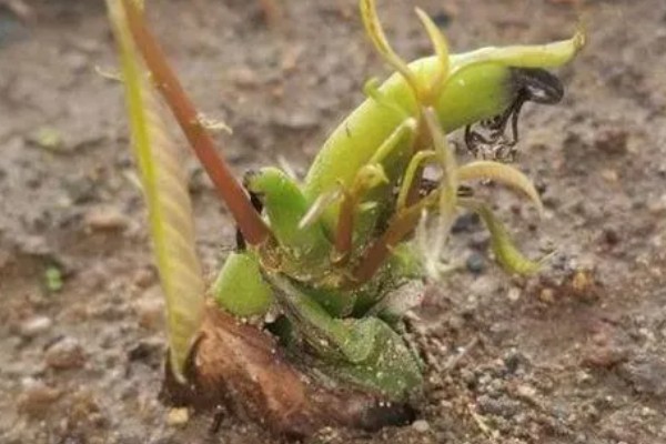 水蜜桃盆栽能不能结果，可以结出果实但几率较低