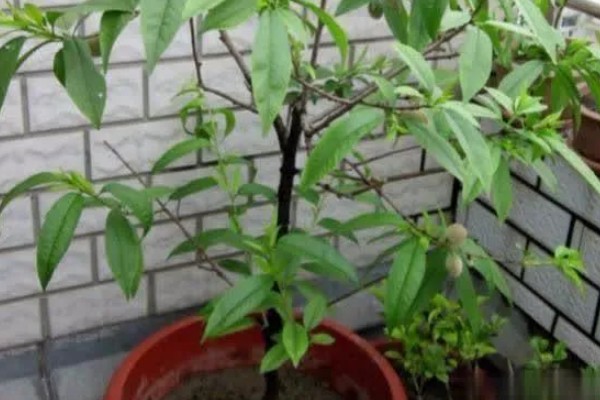 水蜜桃盆栽能不能结果，可以结出果实但几率较低