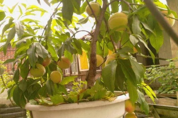 水蜜桃盆栽能不能结果，可以结出果实但几率较低