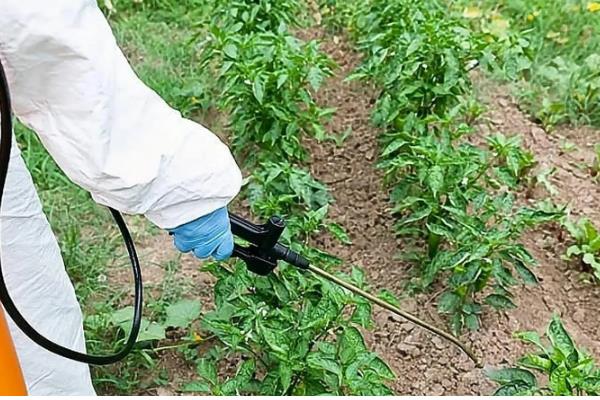 哪些药可以防治黄叶病，多菌灵、醚菌酯等药物均可使用