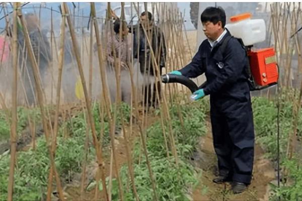 哪些药可以防治黄叶病，多菌灵、醚菌酯等药物均可使用