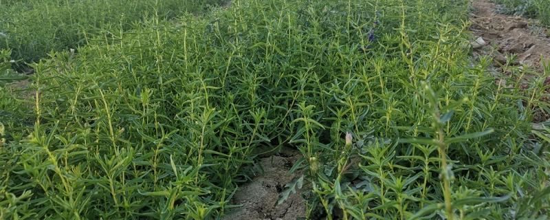 黄芩常见的病害有哪些，有叶枯病、根腐病等