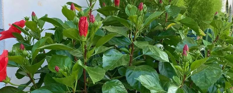 扶桑花的修剪季节，以春季和秋季为宜