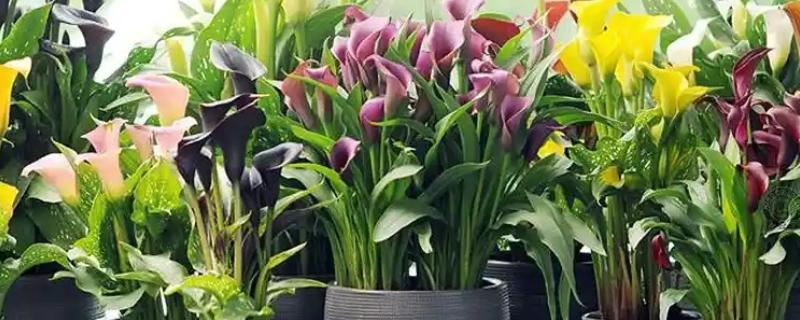 马蹄莲夏天的养殖方法，夏天需要减少浇水