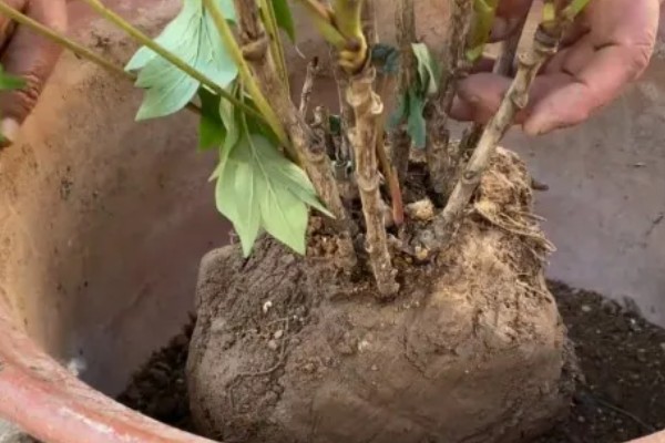 牡丹叶片枯萎如何处理,遇到强光要搭建遮阴棚