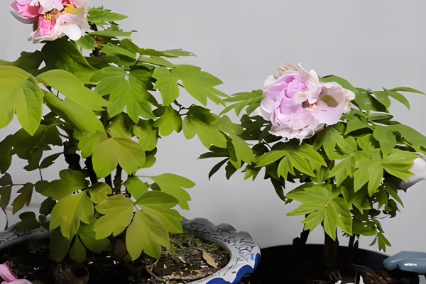 牡丹叶片枯萎如何处理,遇到强光要搭建遮阴棚