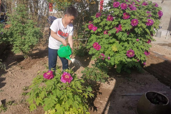 牡丹叶片枯萎如何处理,遇到强光要搭建遮阴棚