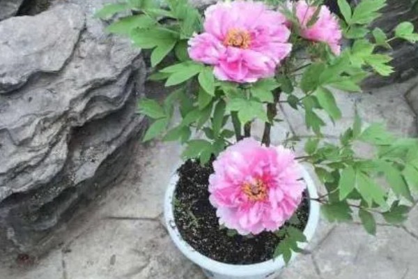 牡丹叶片枯萎如何处理,遇到强光要搭建遮阴棚