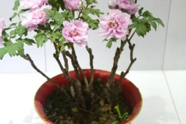 牡丹叶片枯萎如何处理,遇到强光要搭建遮阴棚