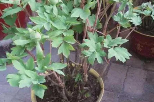 牡丹叶片枯萎如何处理,遇到强光要搭建遮阴棚