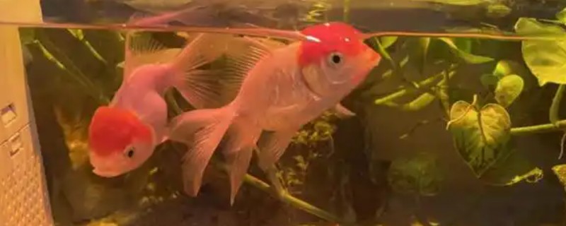 鸿运当头鱼的养殖方法，要经常换水