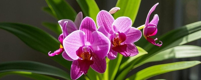 夏季怎么养护兰花，初夏每隔半个月追肥一次