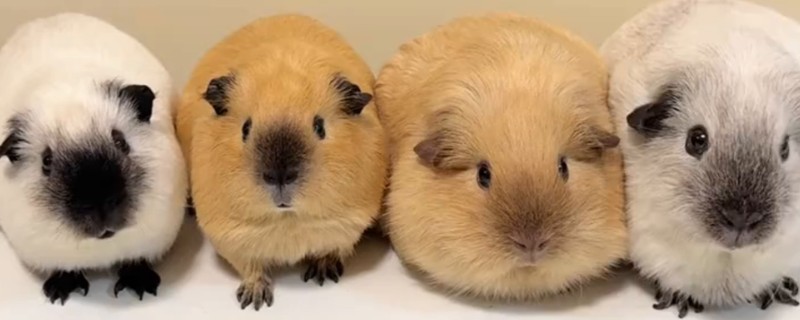 豚鼠和荷兰猪的区别，豚鼠又名荷兰猪