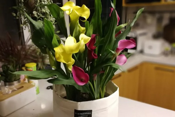 马蹄莲夏天的养殖方法，夏天需要减少浇水