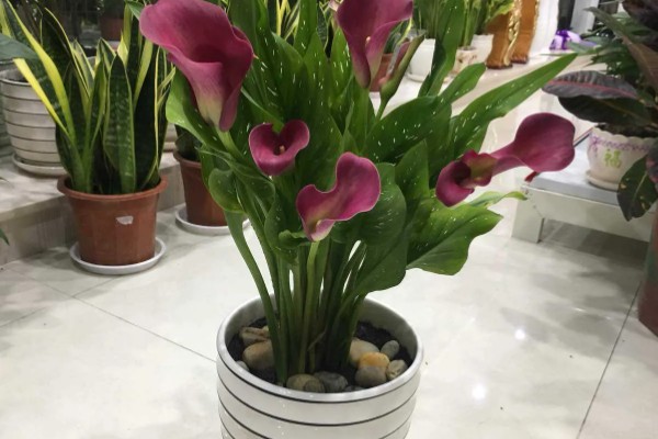 马蹄莲夏天的养殖方法，夏天需要减少浇水