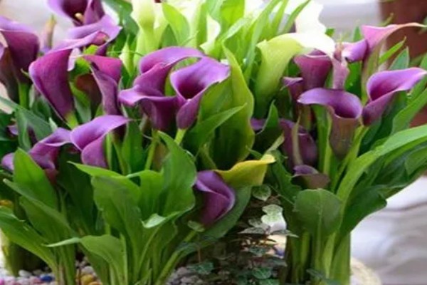 马蹄莲夏天的养殖方法，夏天需要减少浇水