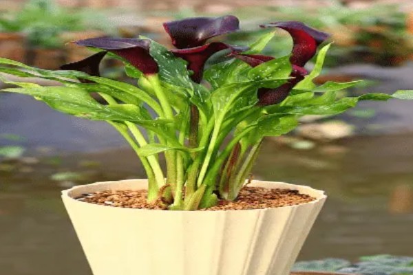 马蹄莲夏天的养殖方法，夏天需要减少浇水