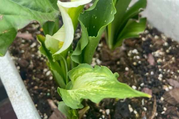 马蹄莲夏天的养殖方法，夏天需要减少浇水