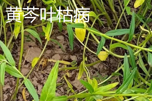 黄芩常见的病害有哪些，有叶枯病、根腐病等