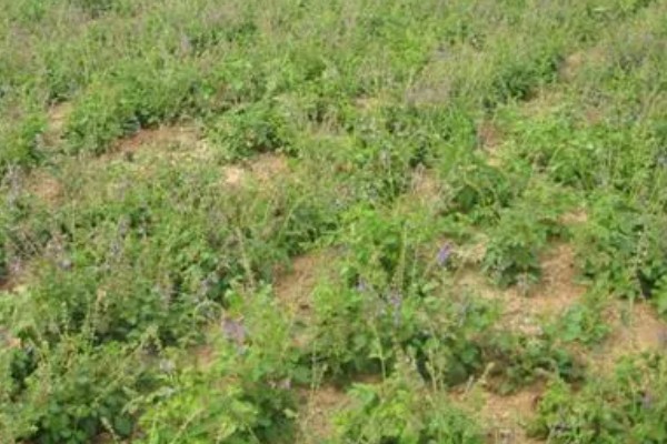 黄芩常见的病害有哪些，有叶枯病、根腐病等