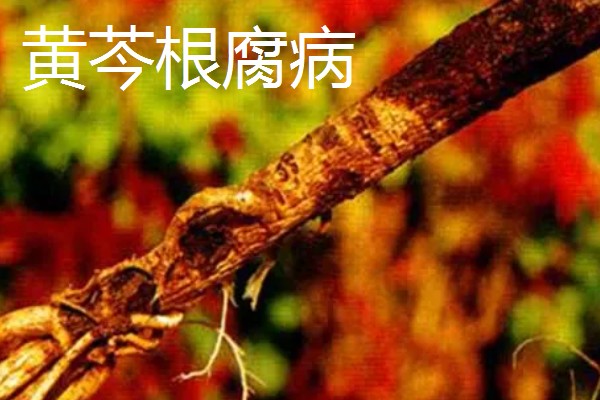黄芩常见的病害有哪些，有叶枯病、根腐病等