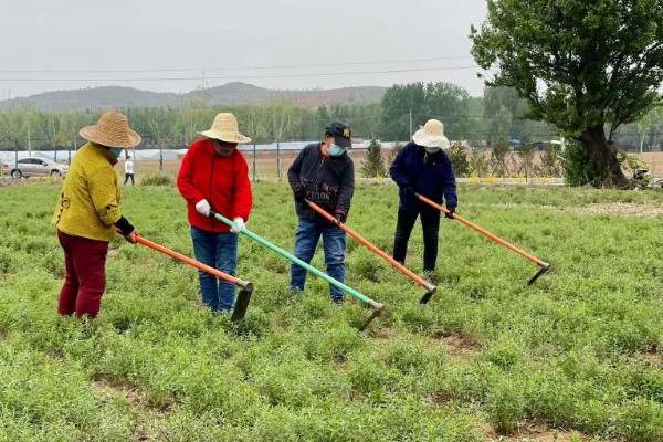 黄芩常见的病害有哪些，有叶枯病、根腐病等