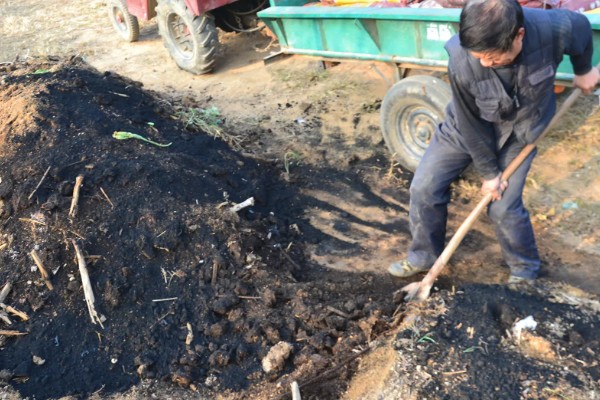 黄芩常见的病害有哪些，有叶枯病、根腐病等