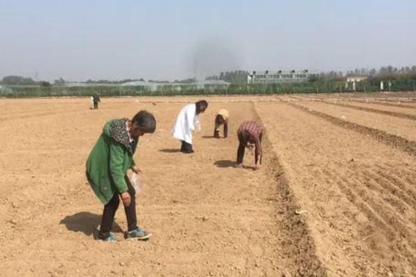 黄芩常见的病害有哪些，有叶枯病、根腐病等