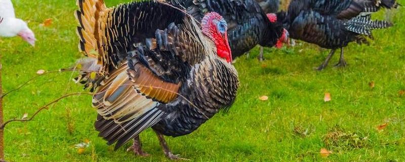 火鸡如何繁殖，成年后会自行繁殖