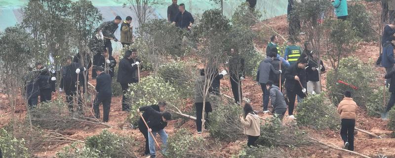 植树的意义，可以保护生态