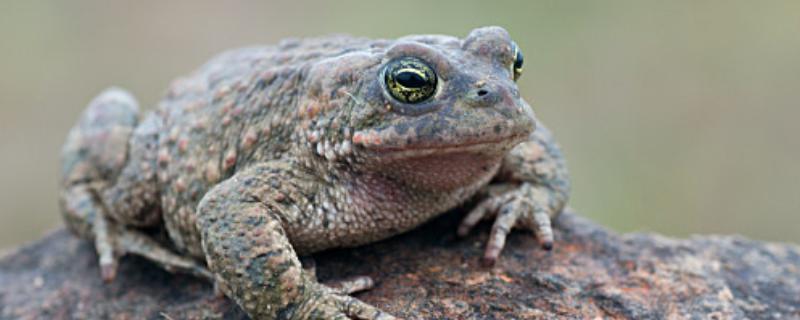 蟾蜍是癞蛤蟆吗，它们是同一种动物