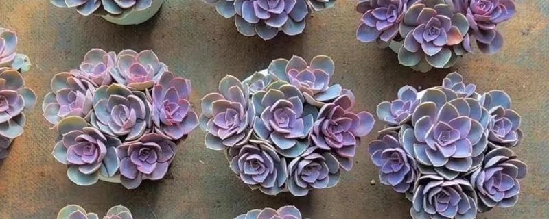 紫珍珠多肉是否容易度夏，没有明显的休眠期夏季也能生长