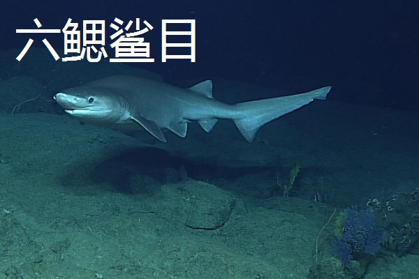 鲨鱼的种类，分为六鳃鲨目、鼠鲨目等
