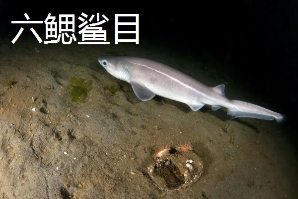 鲨鱼的种类，分为六鳃鲨目、鼠鲨目等