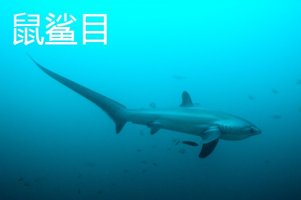 鲨鱼的种类，分为六鳃鲨目、鼠鲨目等