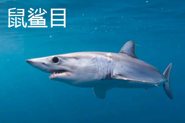 鲨鱼的种类，分为六鳃鲨目、鼠鲨目等