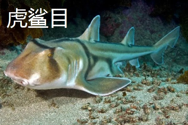 鲨鱼的种类，分为六鳃鲨目、鼠鲨目等