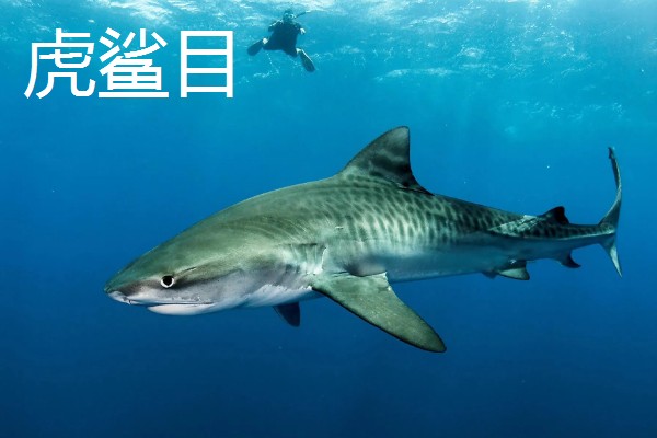 鲨鱼的种类，分为六鳃鲨目、鼠鲨目等