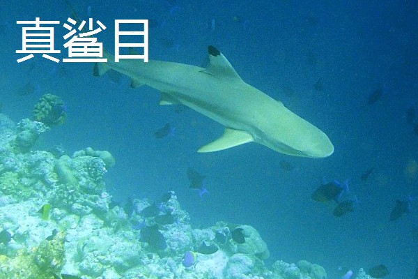 鲨鱼的种类，分为六鳃鲨目、鼠鲨目等