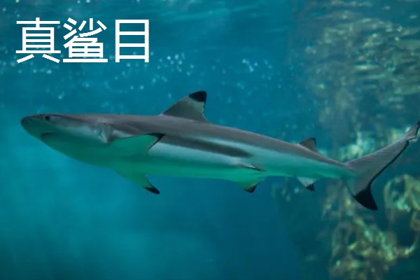 鲨鱼的种类，分为六鳃鲨目、鼠鲨目等