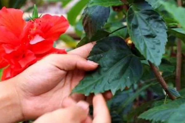 扶桑花的修剪季节，以春季和秋季为宜